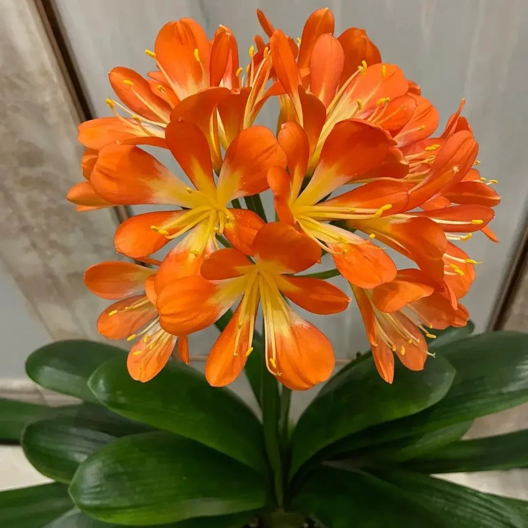 Clivia