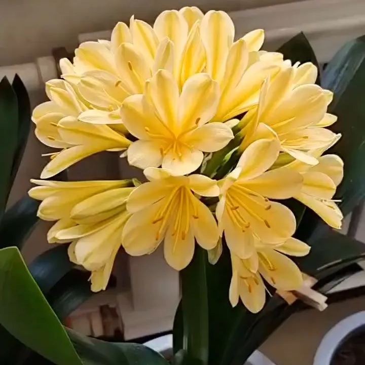 Clivia
