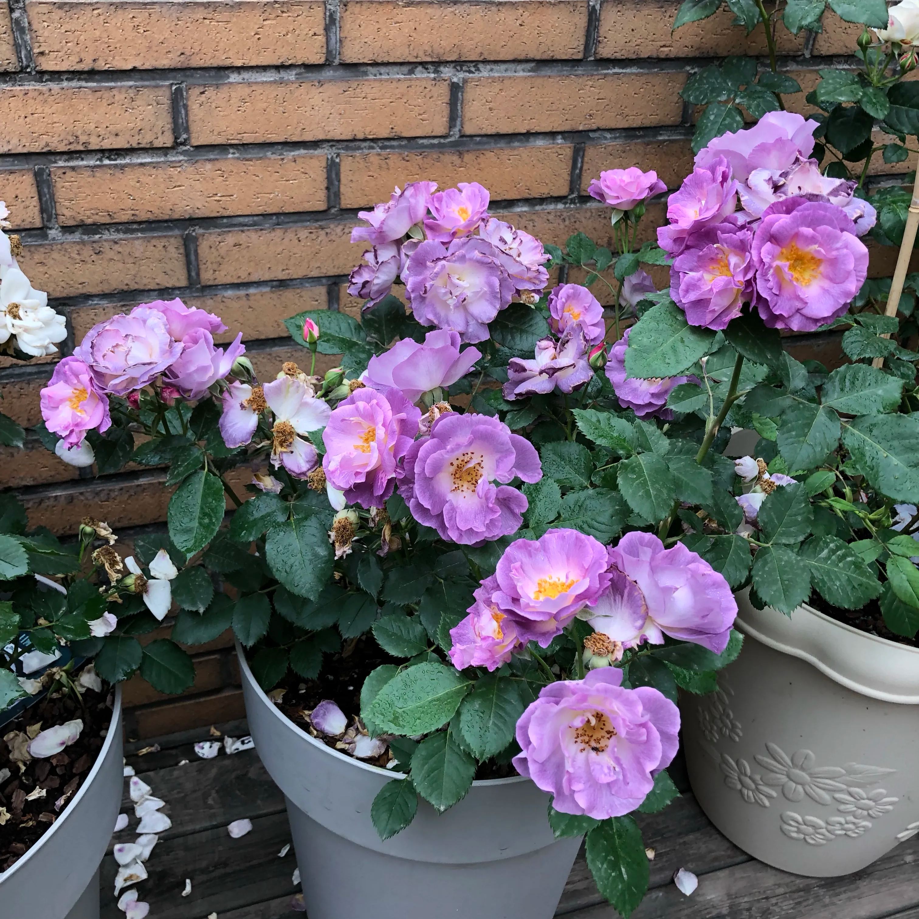 blue dream rose