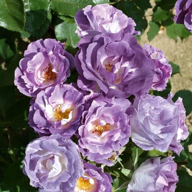 blue dream rose