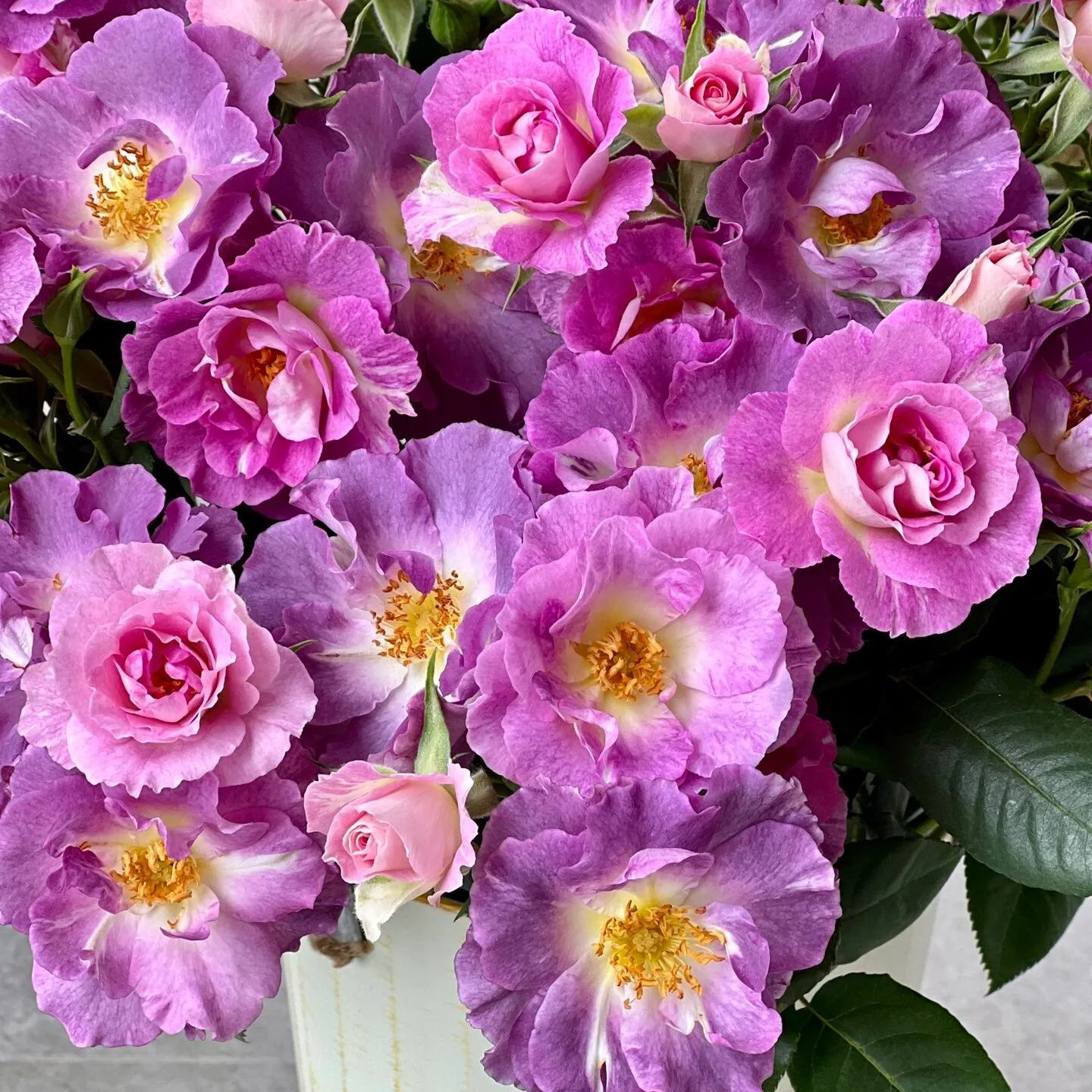 blue dream rose