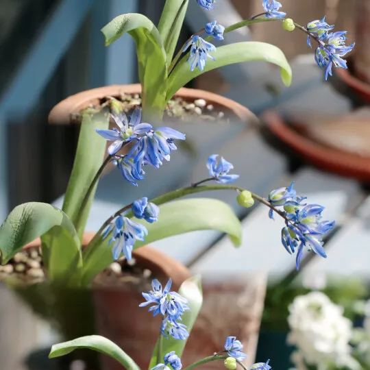Siberian Blue Bell Flower