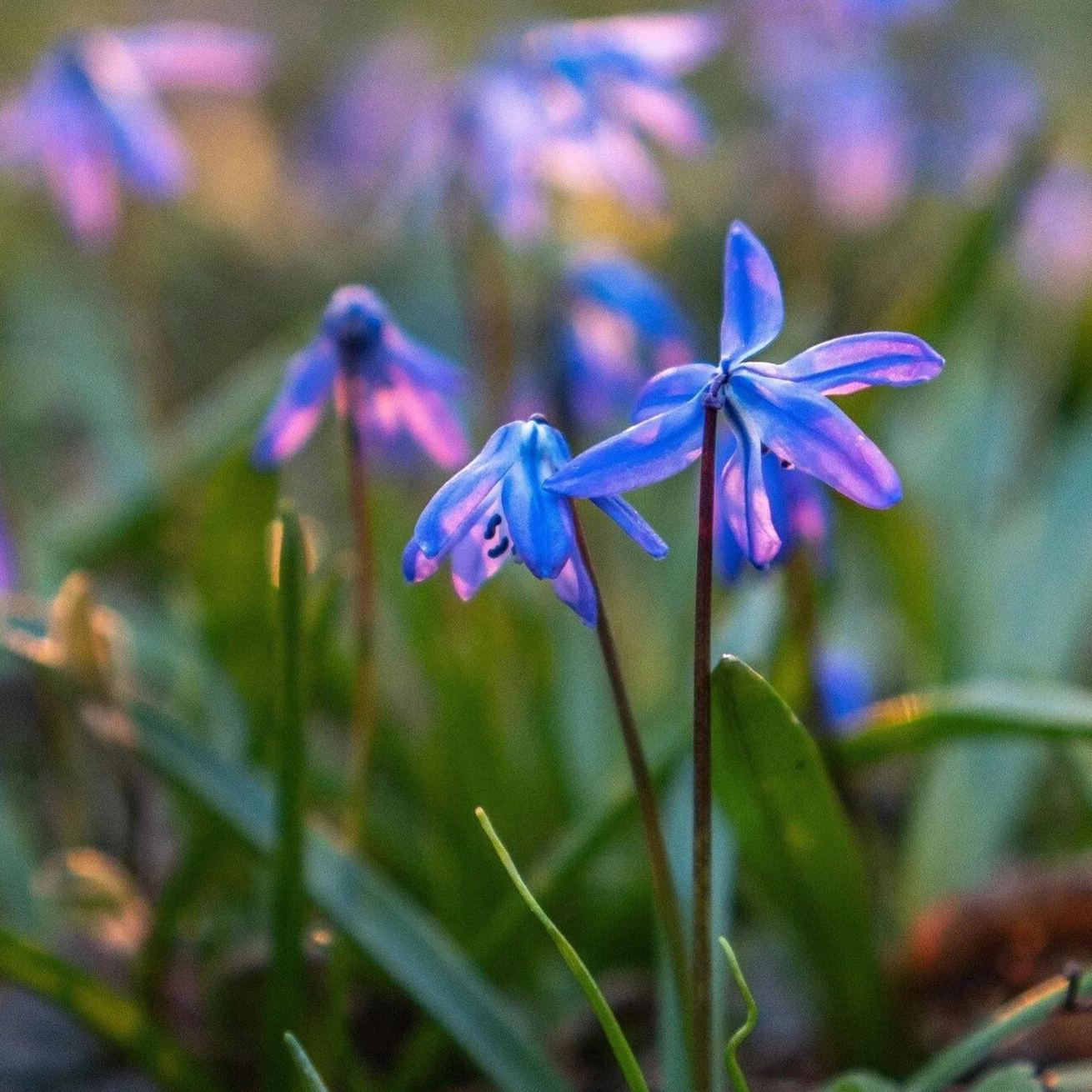 Siberian Blue Bell Flower