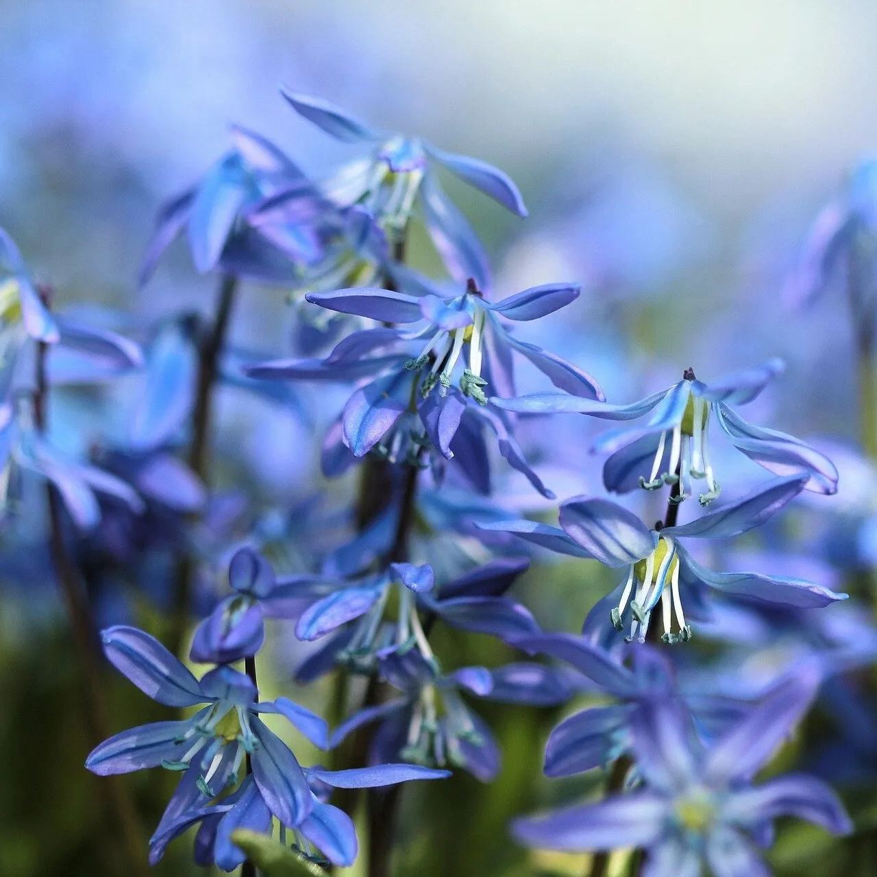 Siberian Blue Bell Flower
