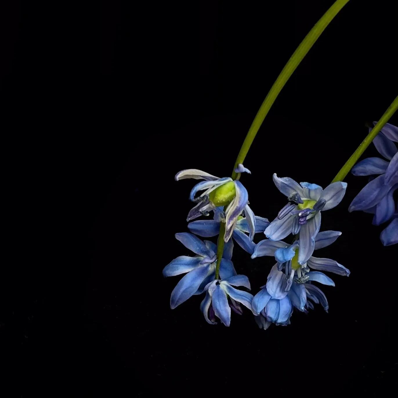 Siberian Blue Bell Flower