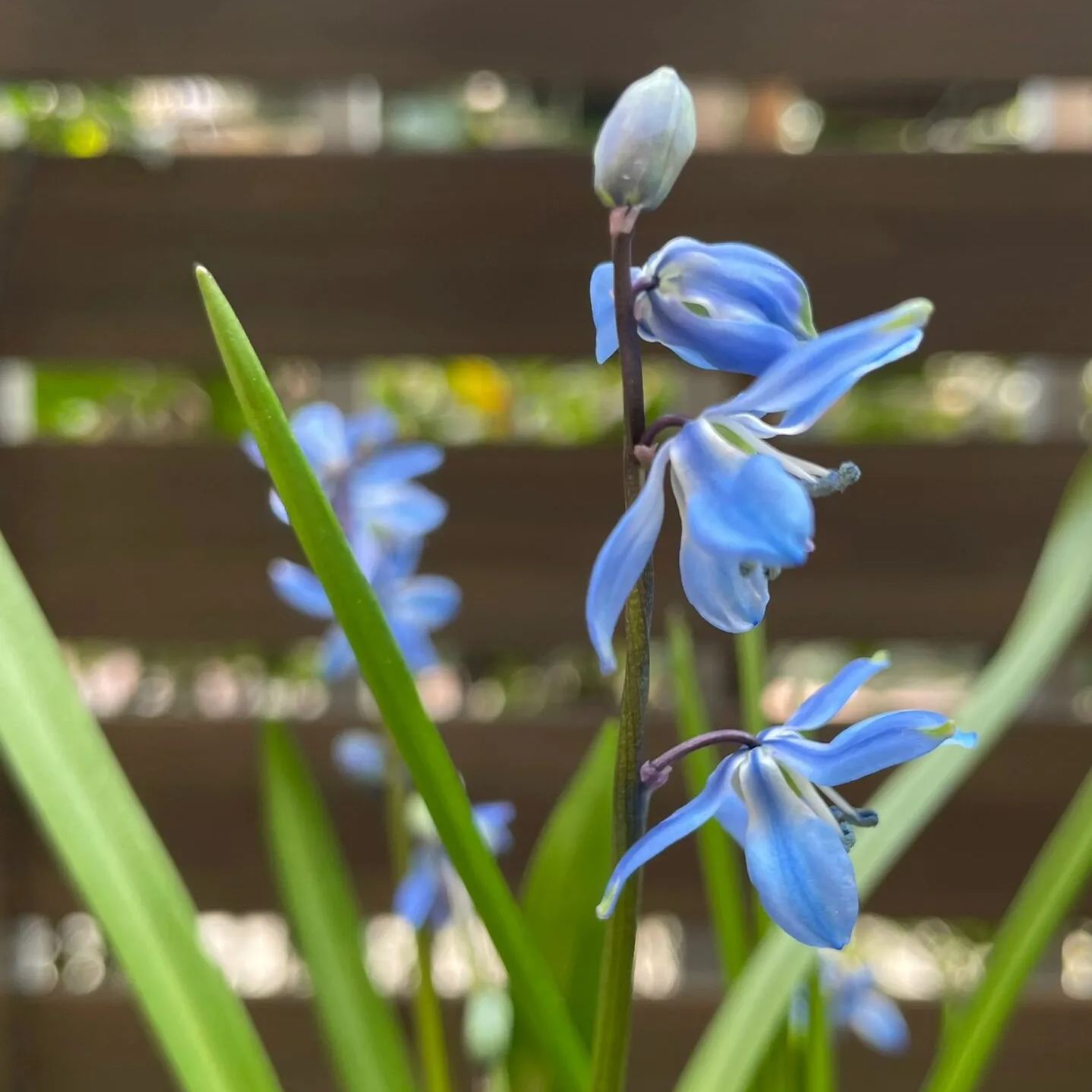 Siberian Blue Bell Flower