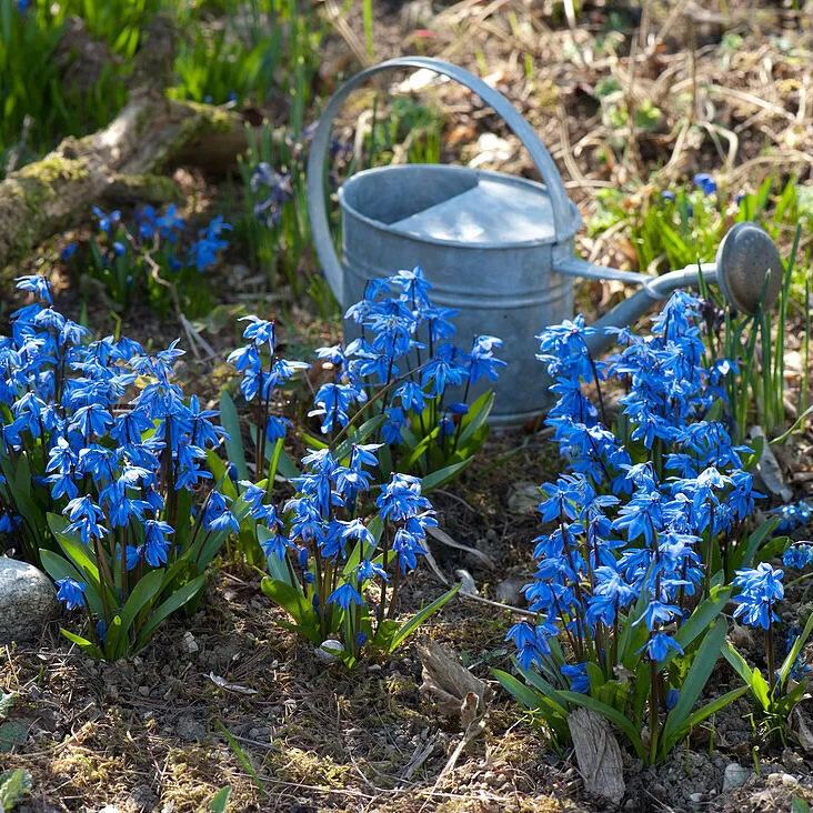 Siberian Blue Bell Flower