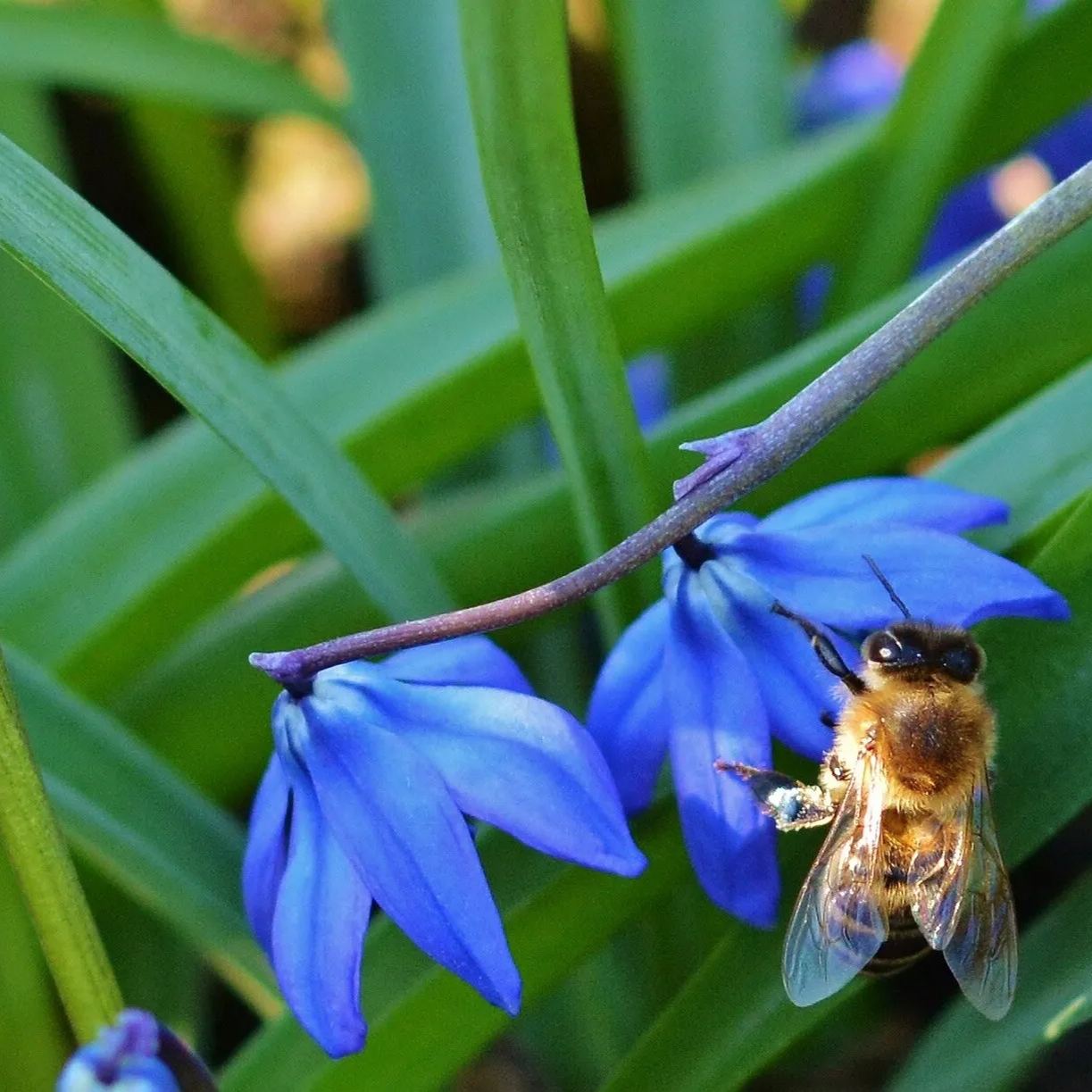 Siberian Blue Bell Flower