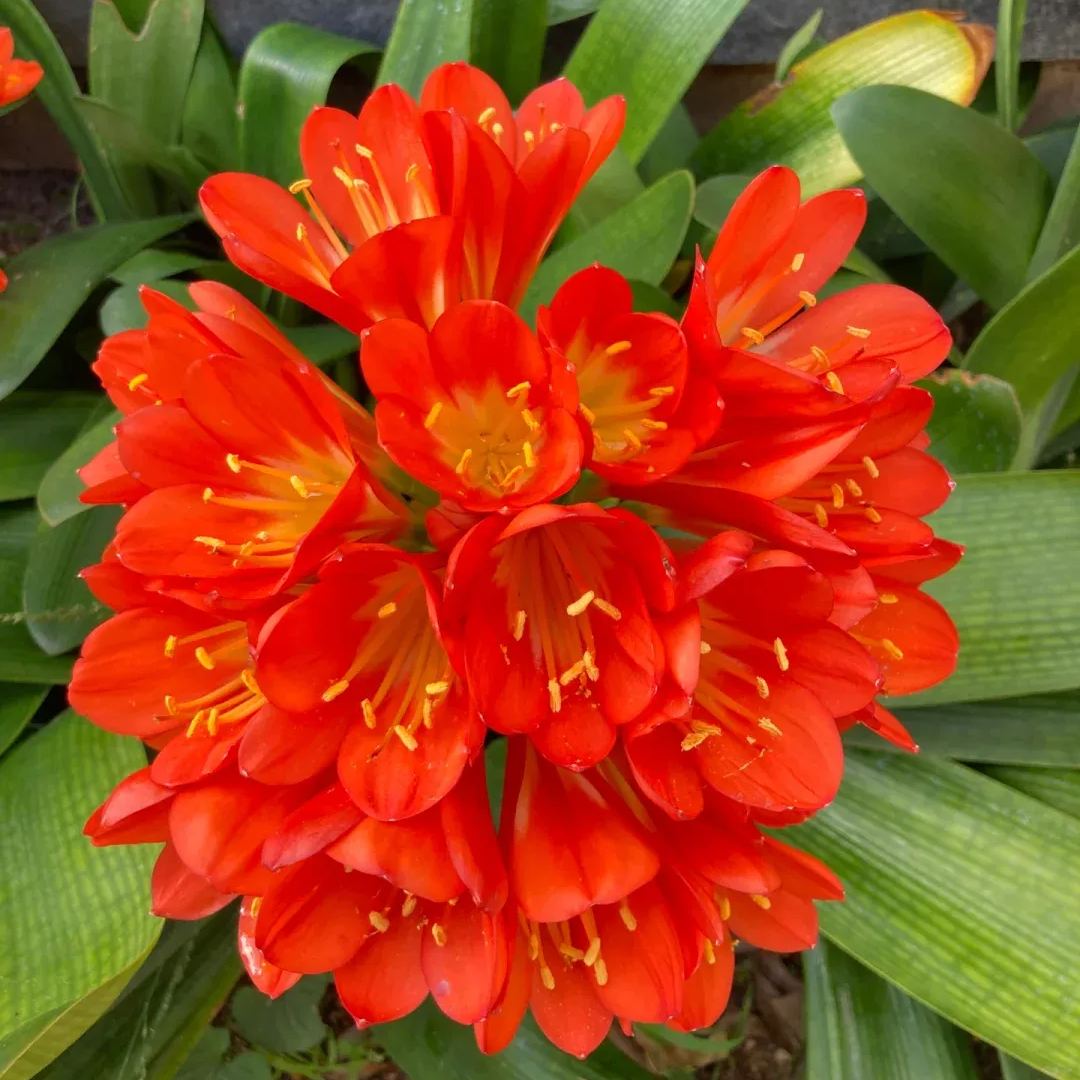 The Elegant Choice of Gorgeous Clivia Potted Plants