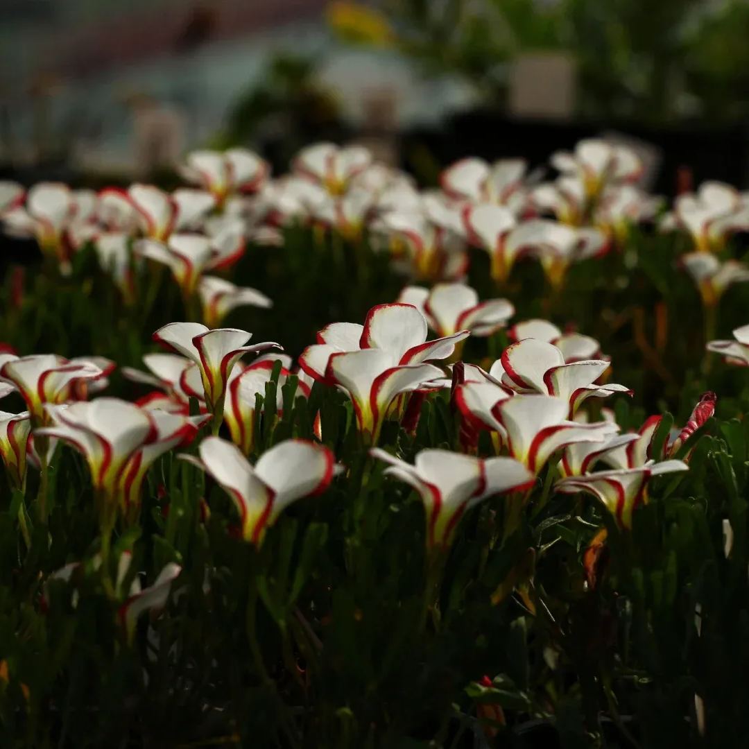 Ice cream fried soy sauce