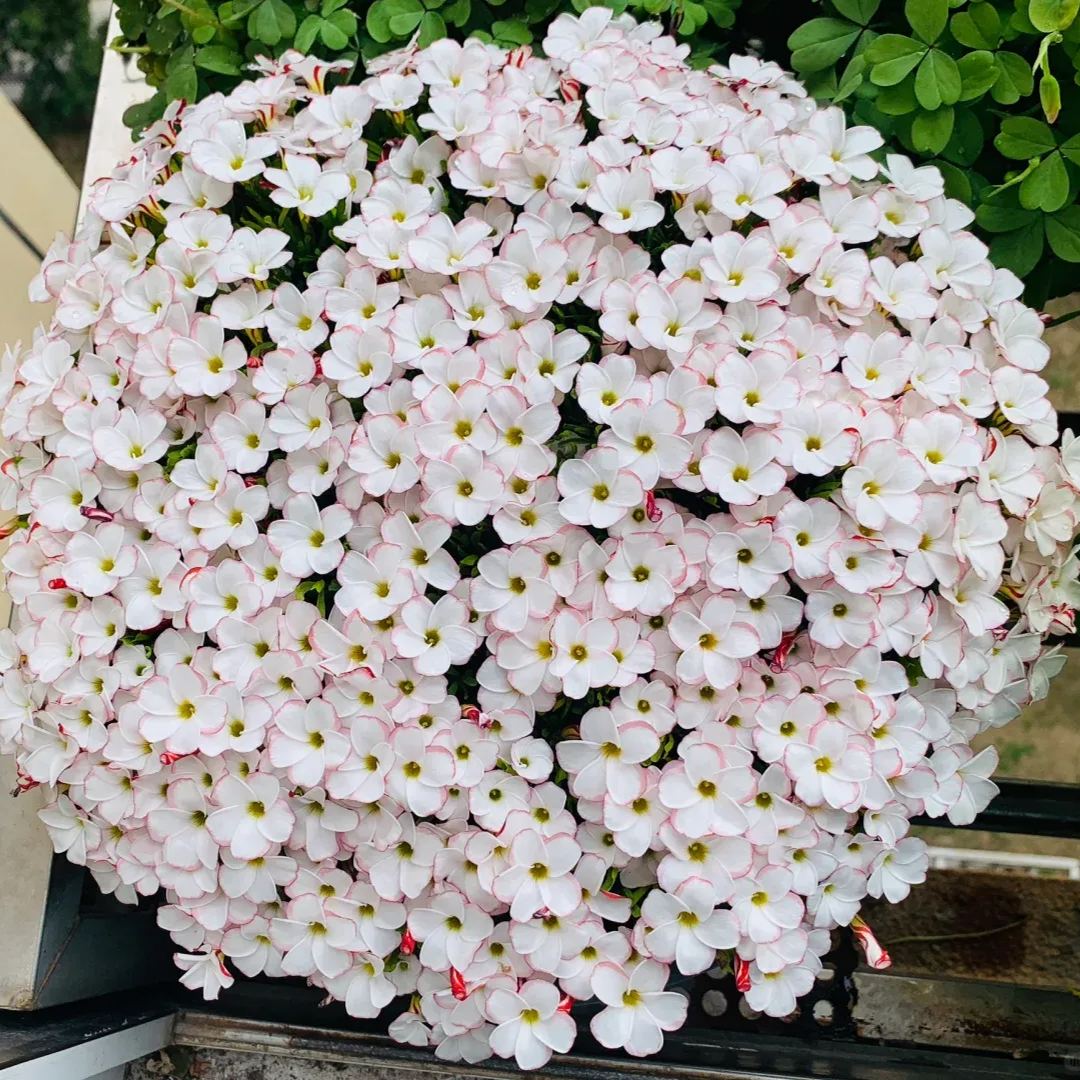 Ice cream fried soy sauce