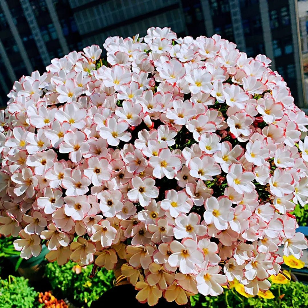 Ice cream fried soy sauce