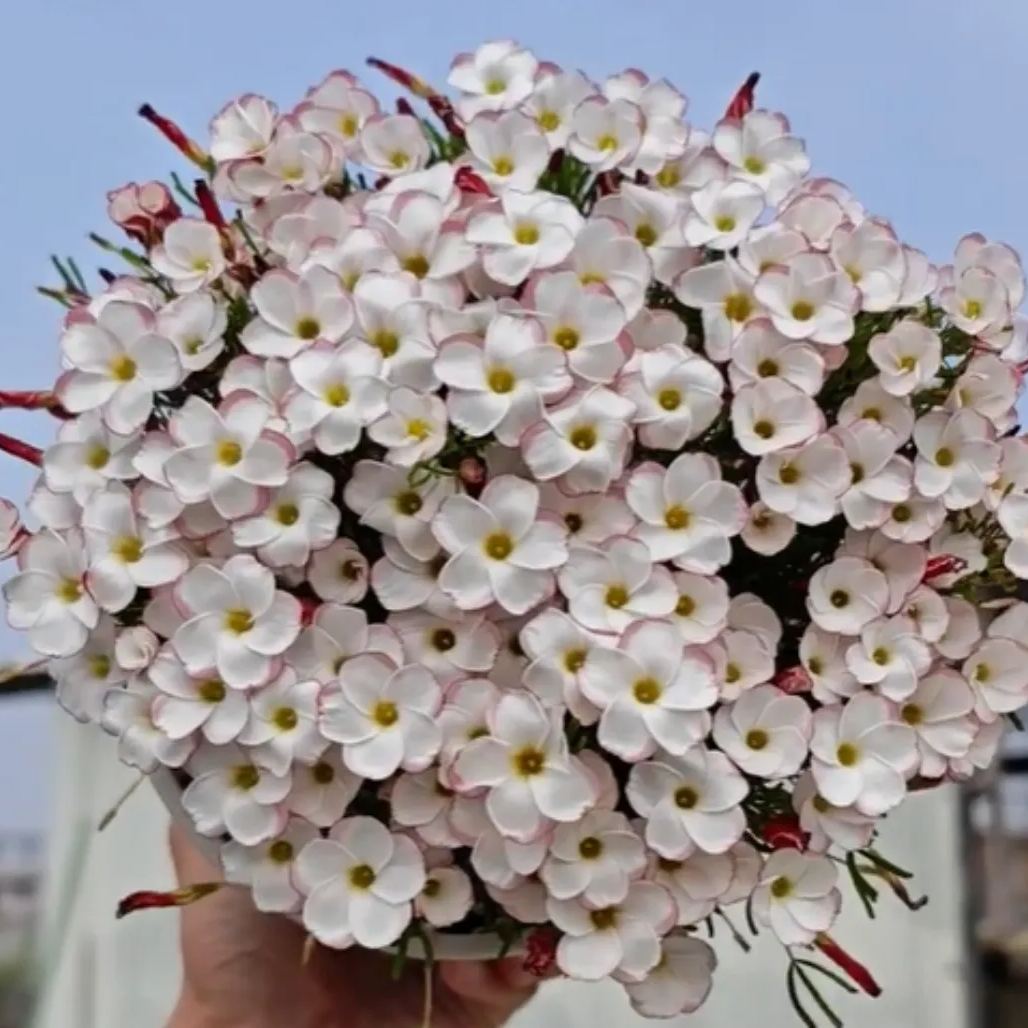 Ice cream fried soy sauce