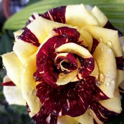 Hybrid Tea Rose