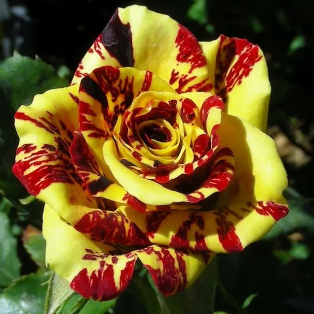 Hybrid Tea Rose