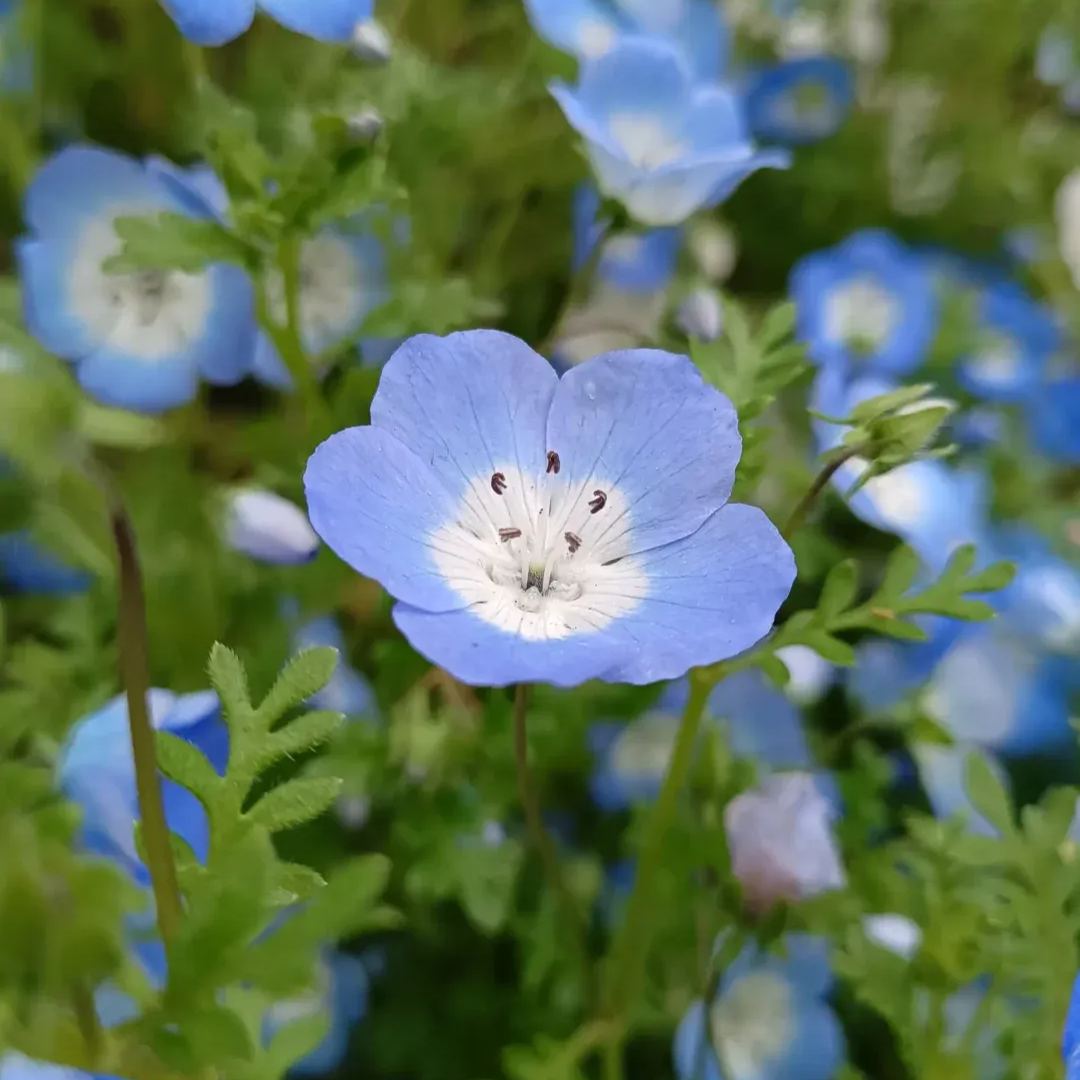 Nemophila menziesii (Baby blue eyes)