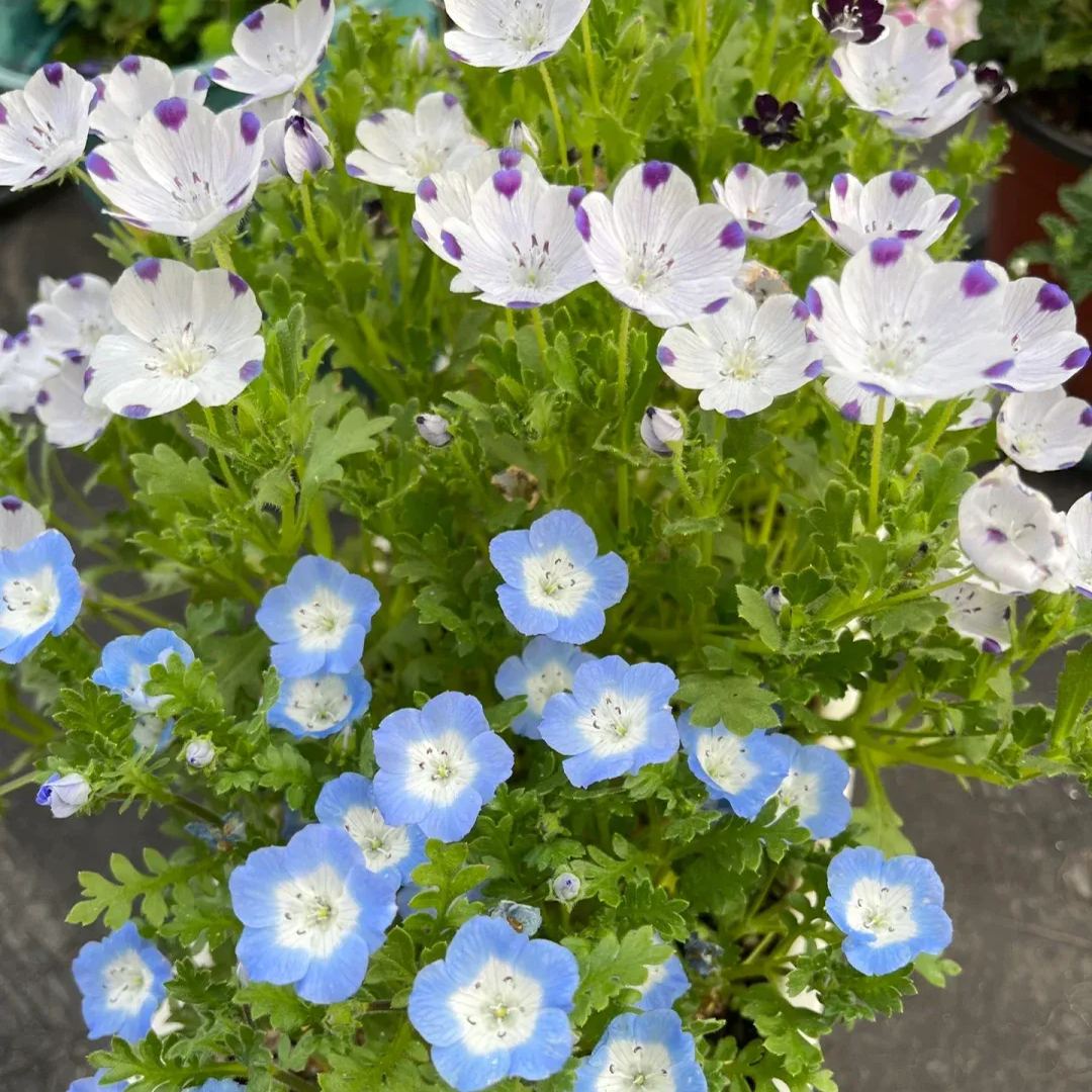 Nemophila menziesii (Baby blue eyes)