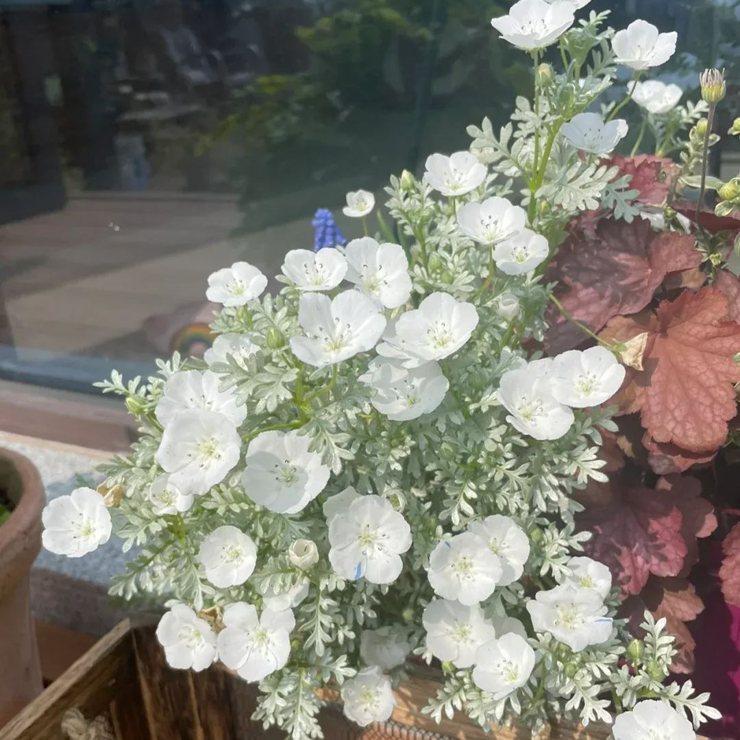 Nemophila menziesii (Baby blue eyes)