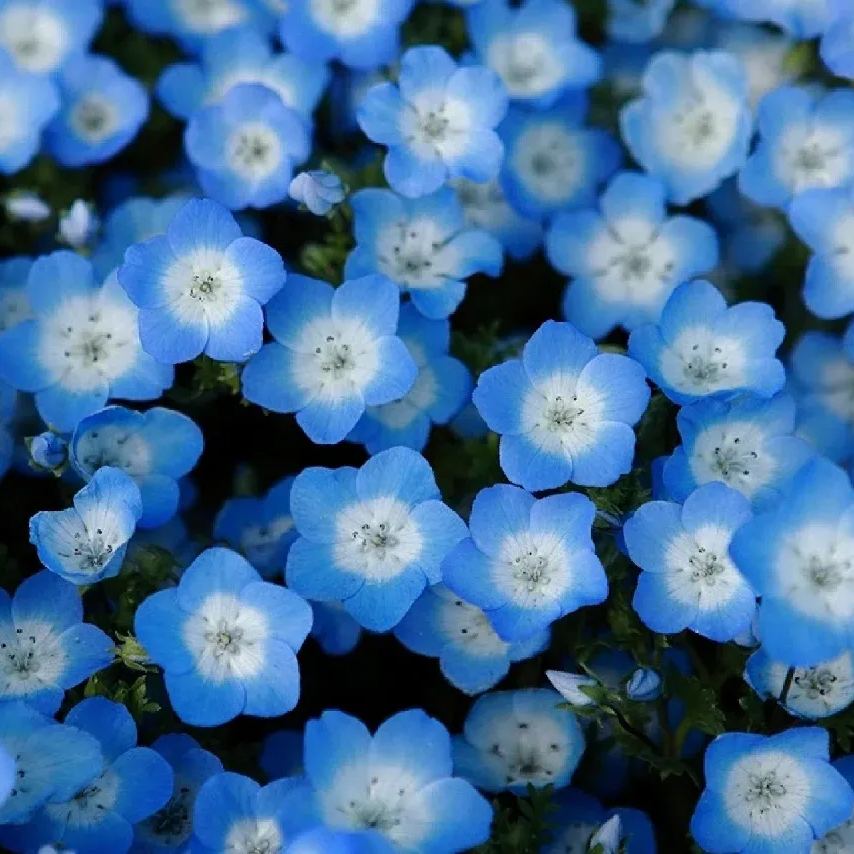 Nemophila menziesii (Baby blue eyes)