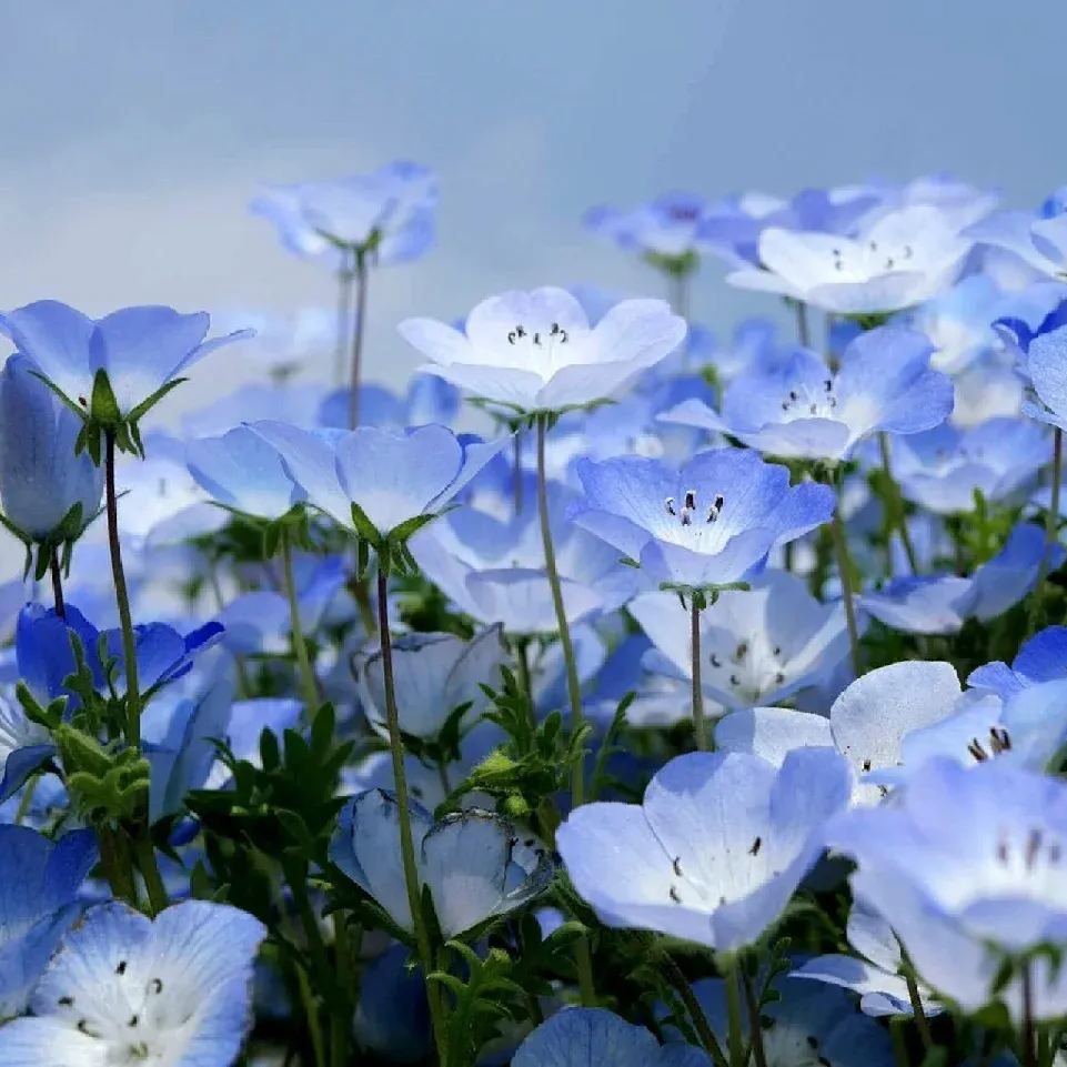 Nemophila menziesii (Baby blue eyes)