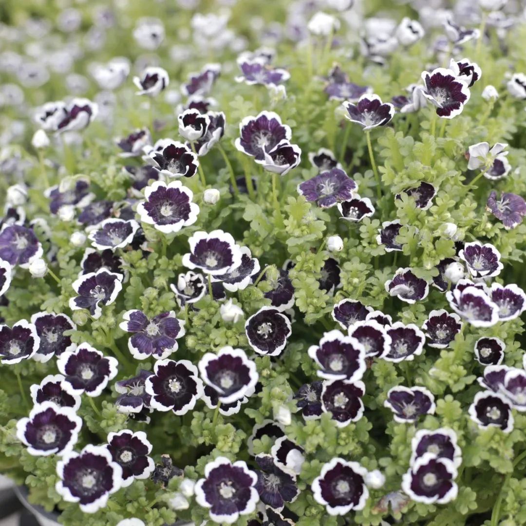 Nemophila menziesii (Baby blue eyes)