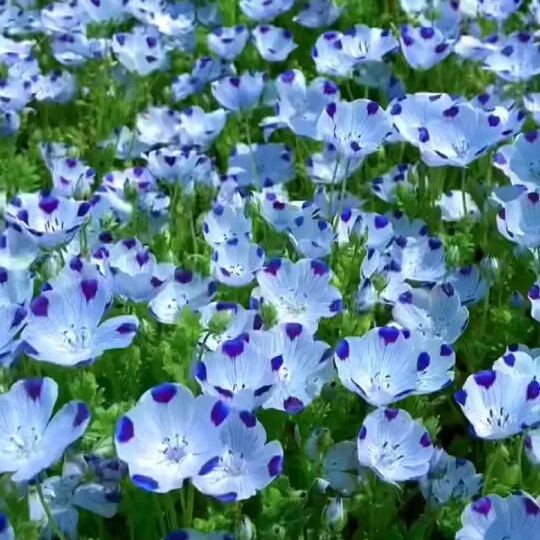 Nemophila menziesii (Baby blue eyes)