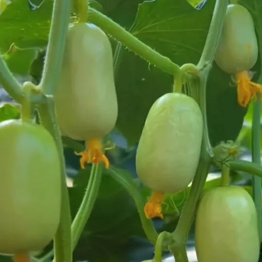 Jade Girl Cucumber Seeds