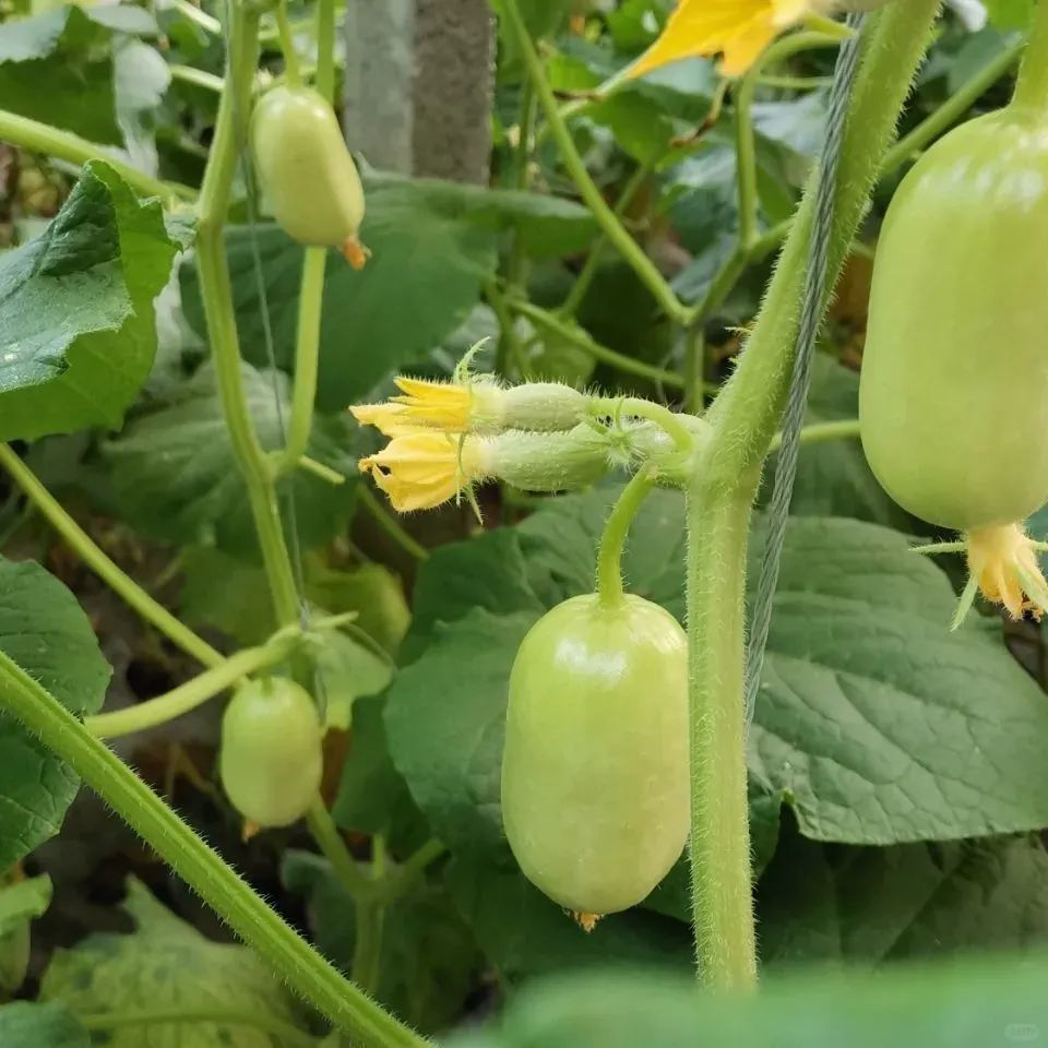 Jade Girl Cucumber Seeds