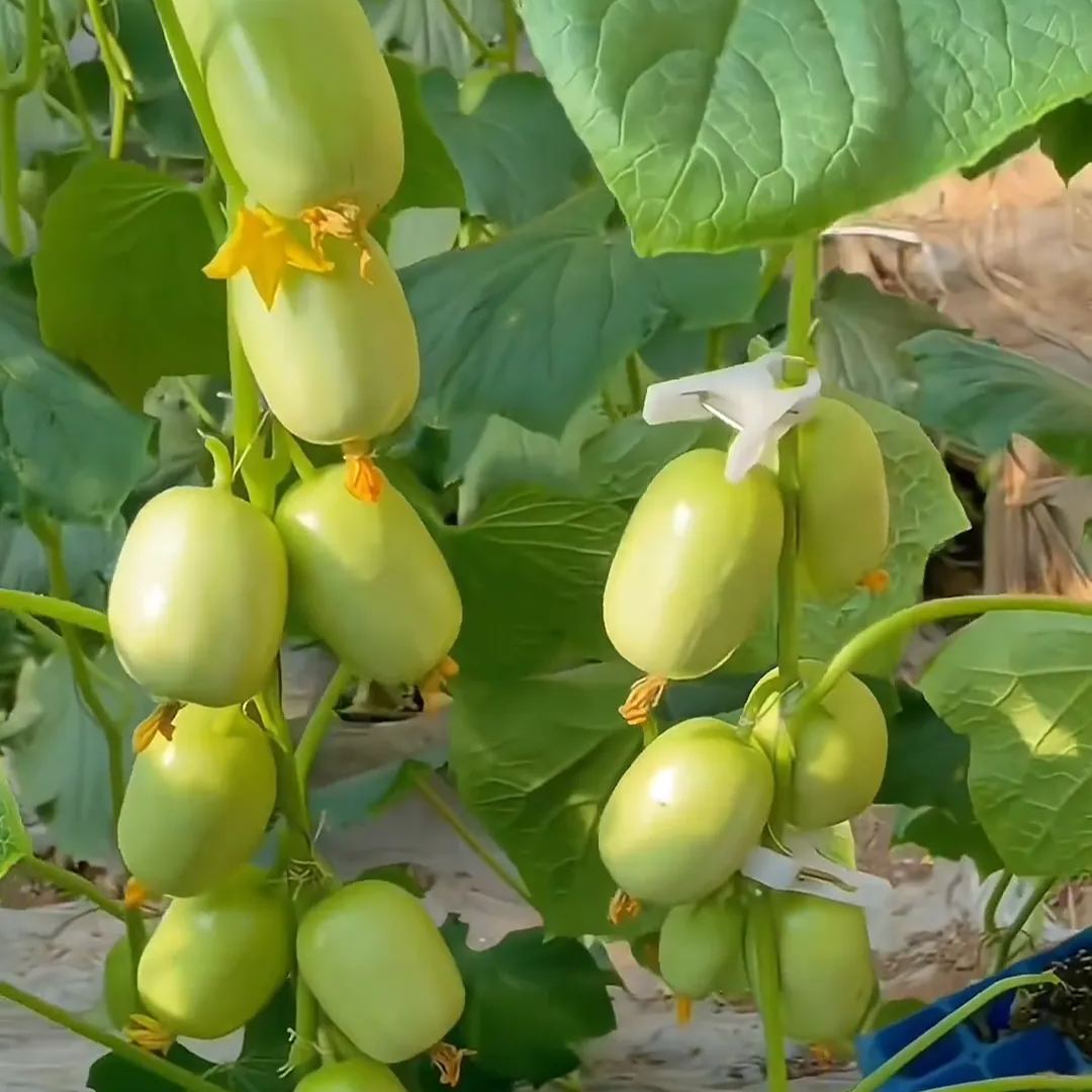 Jade Girl Cucumber Seeds