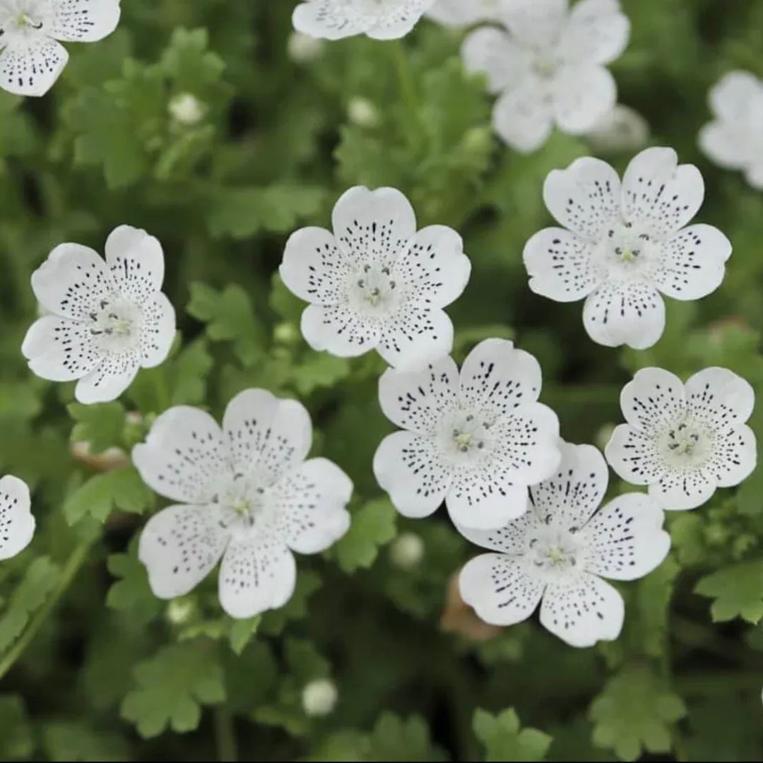 Nemophila menziesii (Baby blue eyes) Seeds