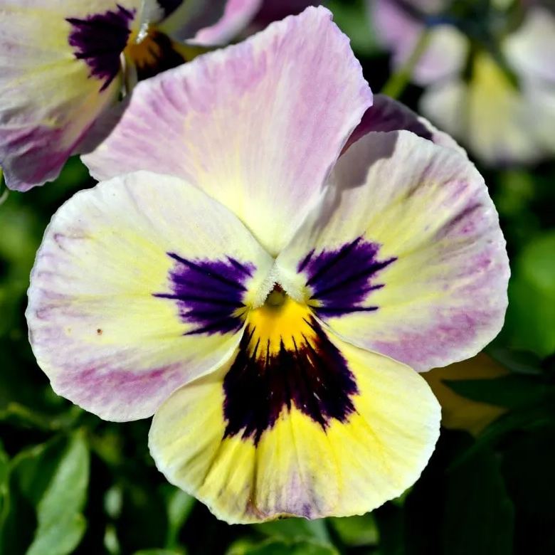 Beautiful Pansy Seeds