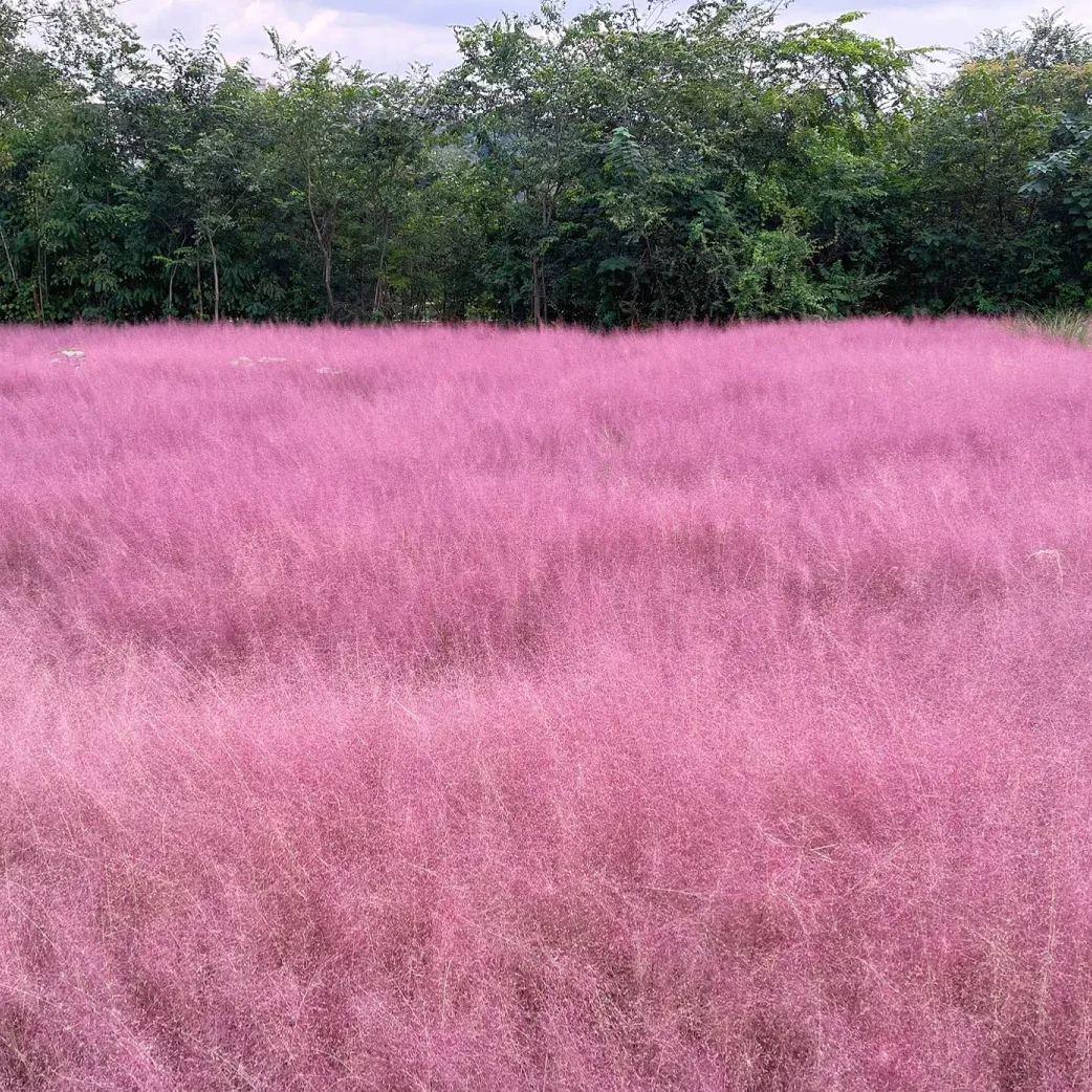 Pink Muhly Grass Seeds