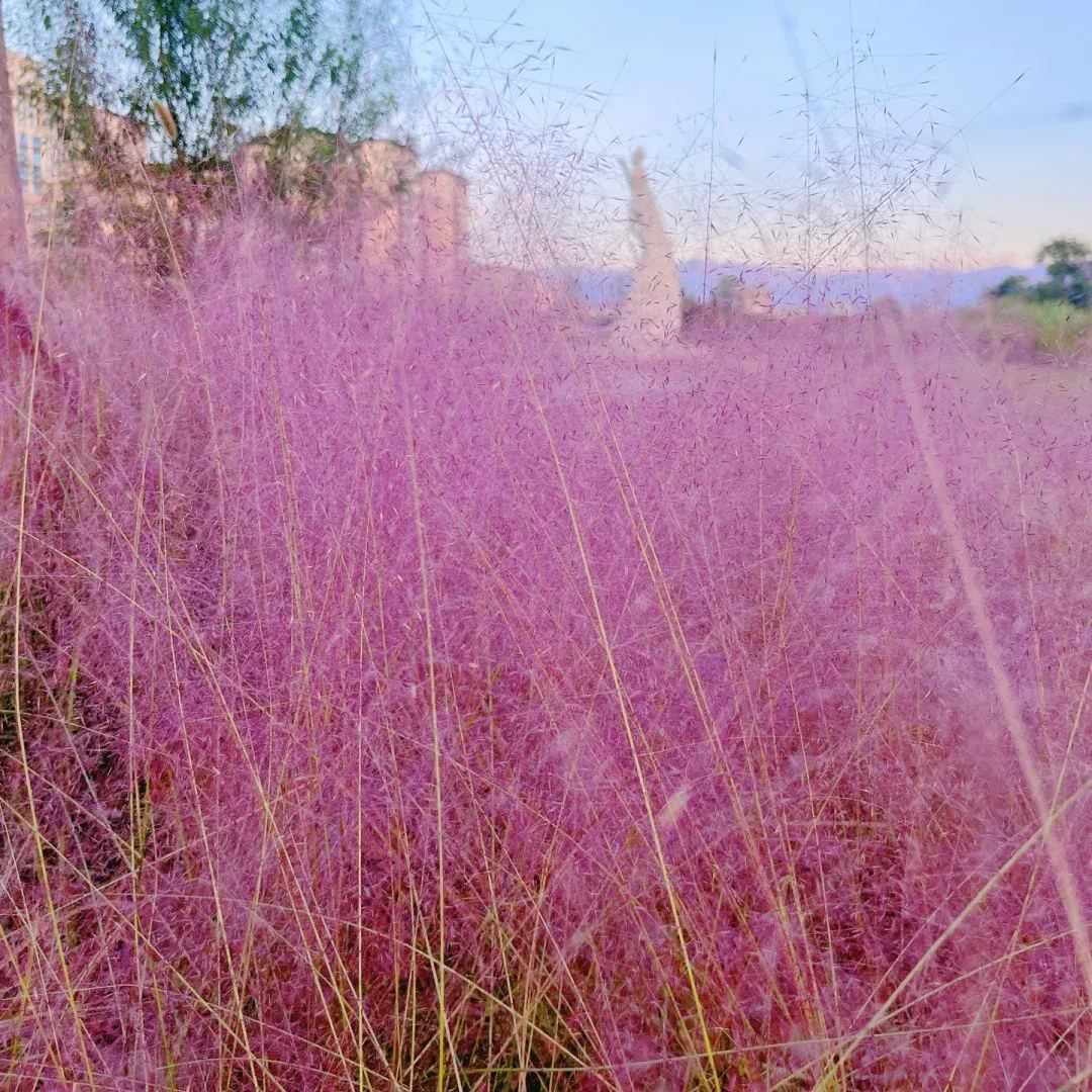 Pink Muhly Grass Seeds