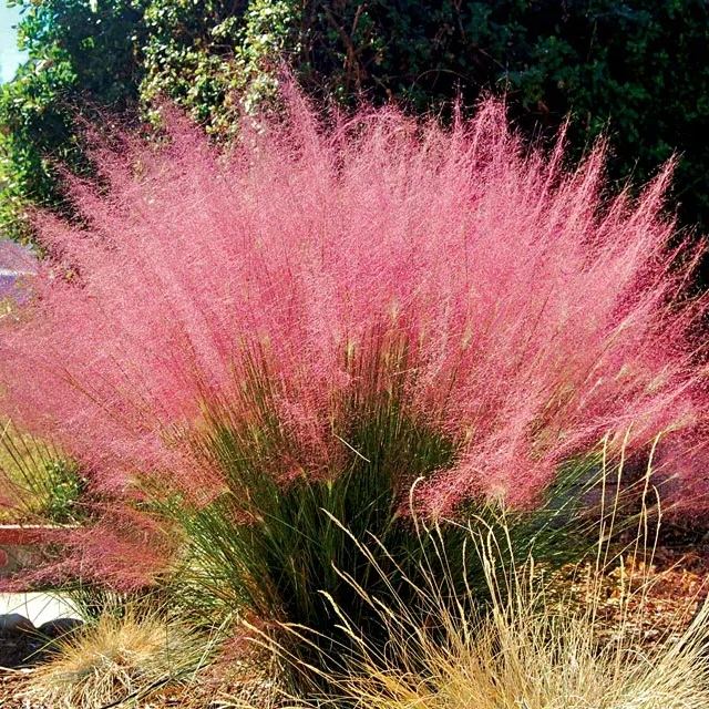 Pink Muhly Grass Seeds