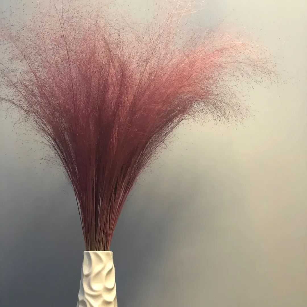 Pink Muhly Grass Seeds