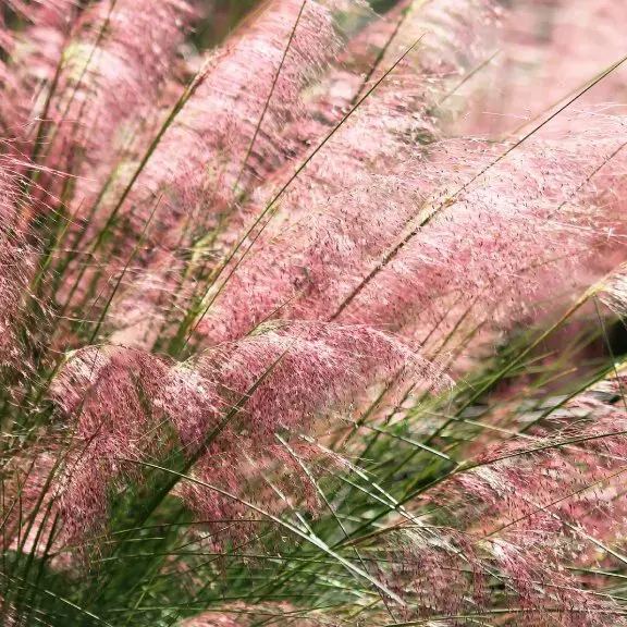 Pink Muhly Grass Seeds