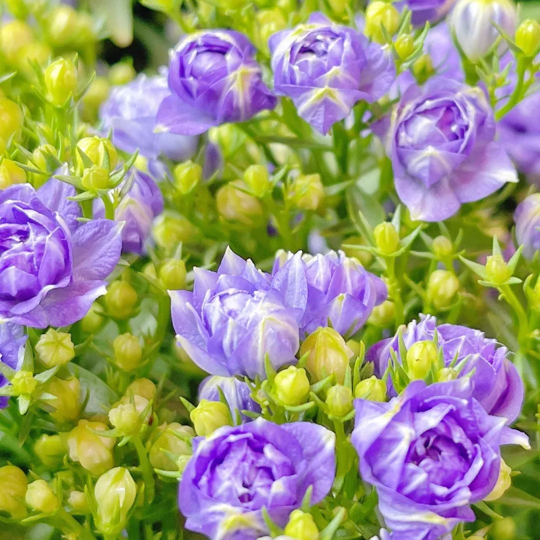 Danish Campanula Flower Seeds