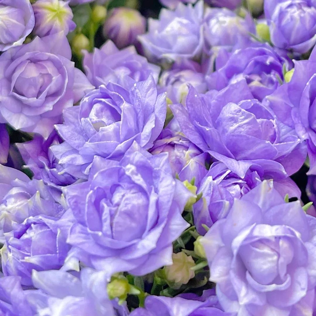 Danish Campanula Flower Seeds