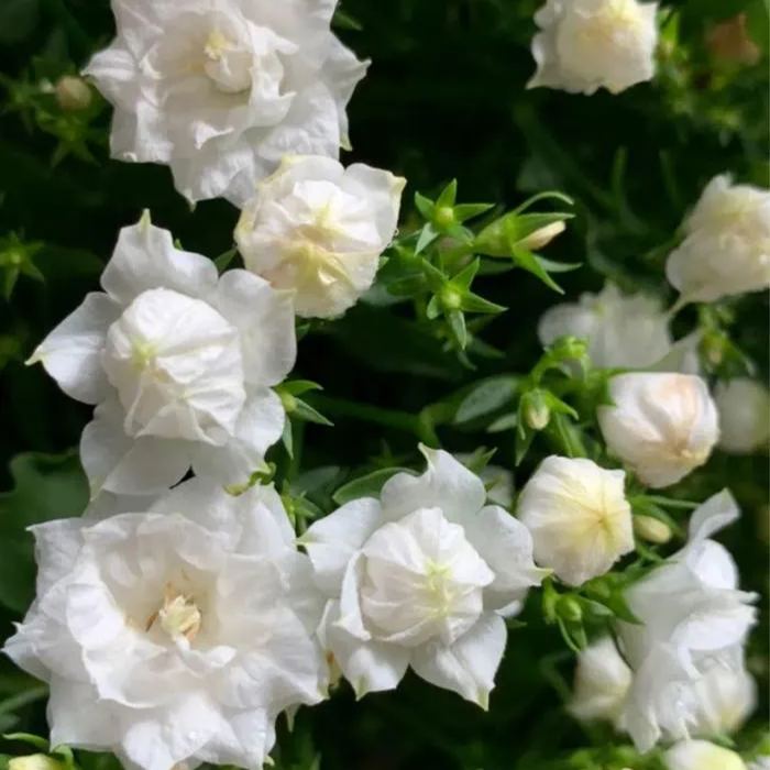 Danish Campanula Flower Seeds