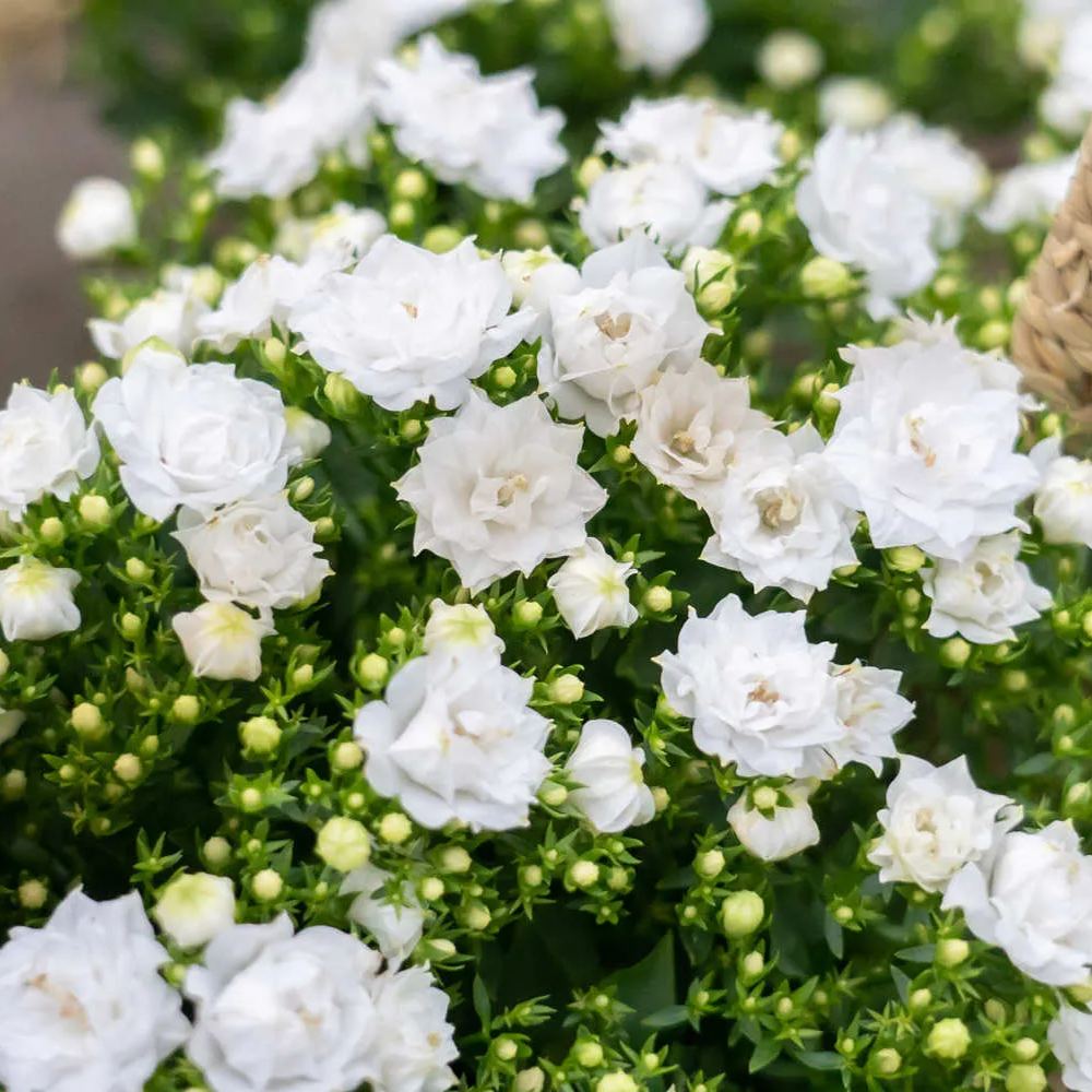 Danish Campanula Flower Seeds