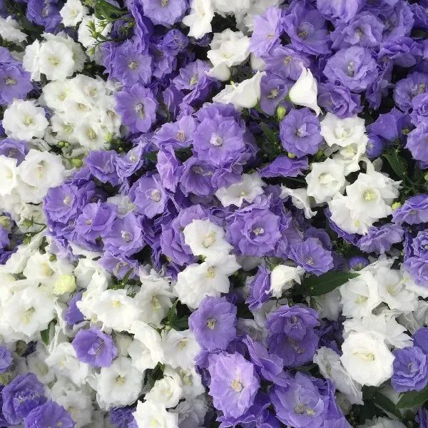 Danish Campanula Flower Seeds