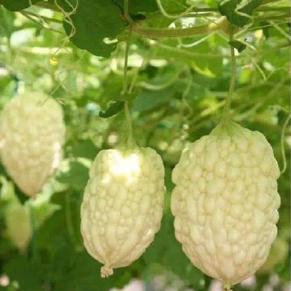 White Jade Balsam Pear