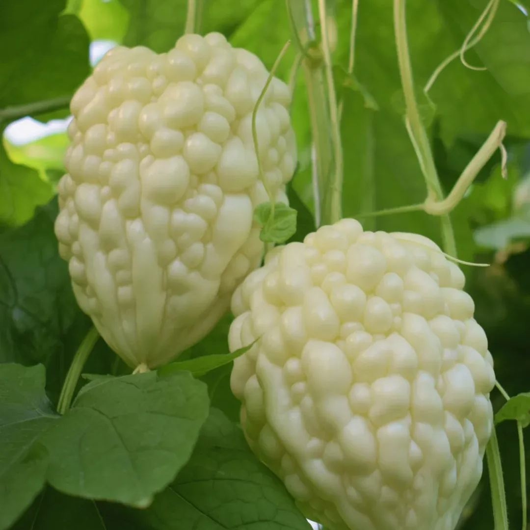 White Jade Balsam Pear