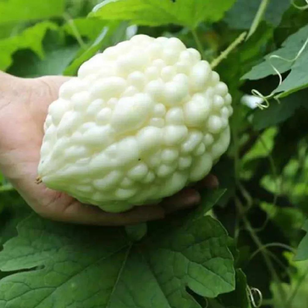 White Jade Balsam Pear