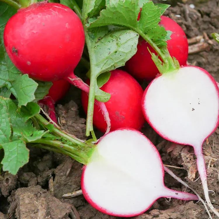 Fruit Radish Seeds