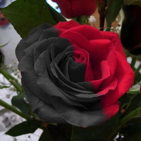 Hybrid Tea Rose