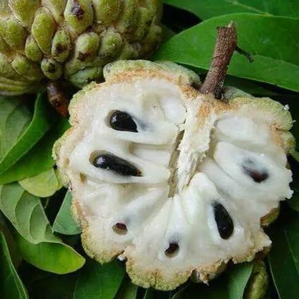 Custard Apple Annona Squamosa Seeds - Sugar Apple, Sweetsop