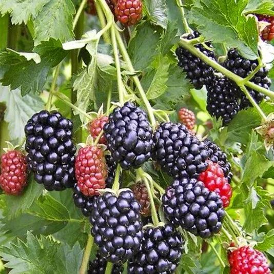🍇 Thornless Blackberry Seeds - a delicious and convenient new choice 🍇