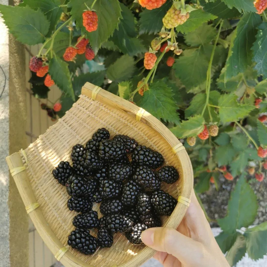 🍇 Thornless Blackberry Seeds - a delicious and convenient new choice 🍇
