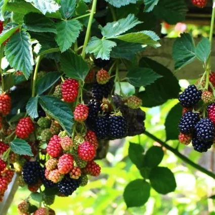 🍇 Thornless Blackberry Seeds - a delicious and convenient new choice 🍇